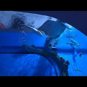 Meet your Posher, Wilber